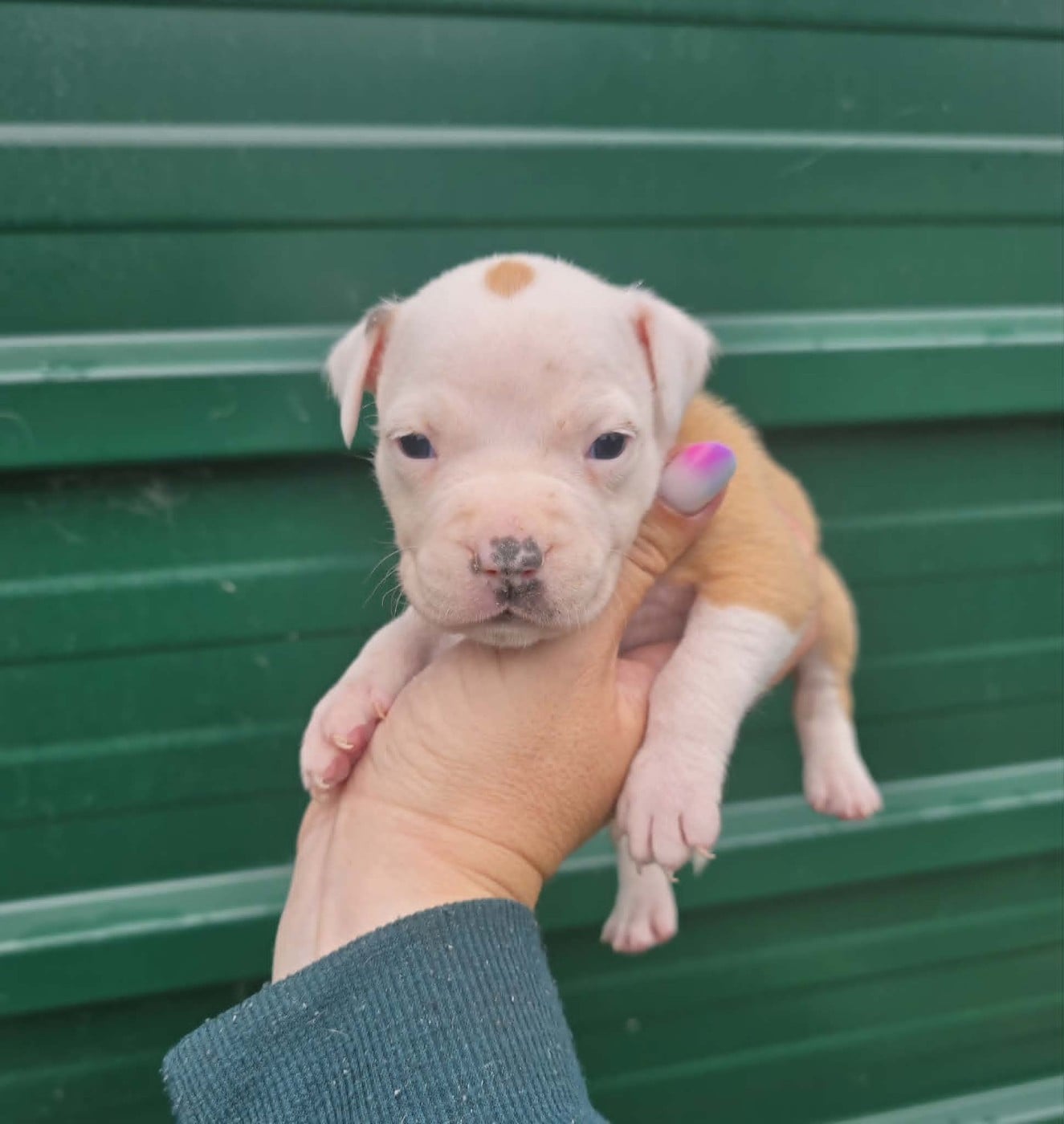 Chiot N°9