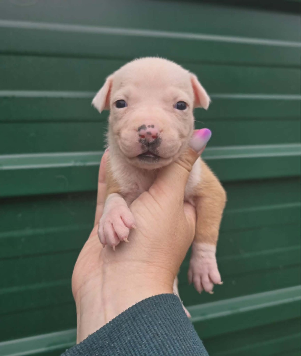 Chiot N°10
