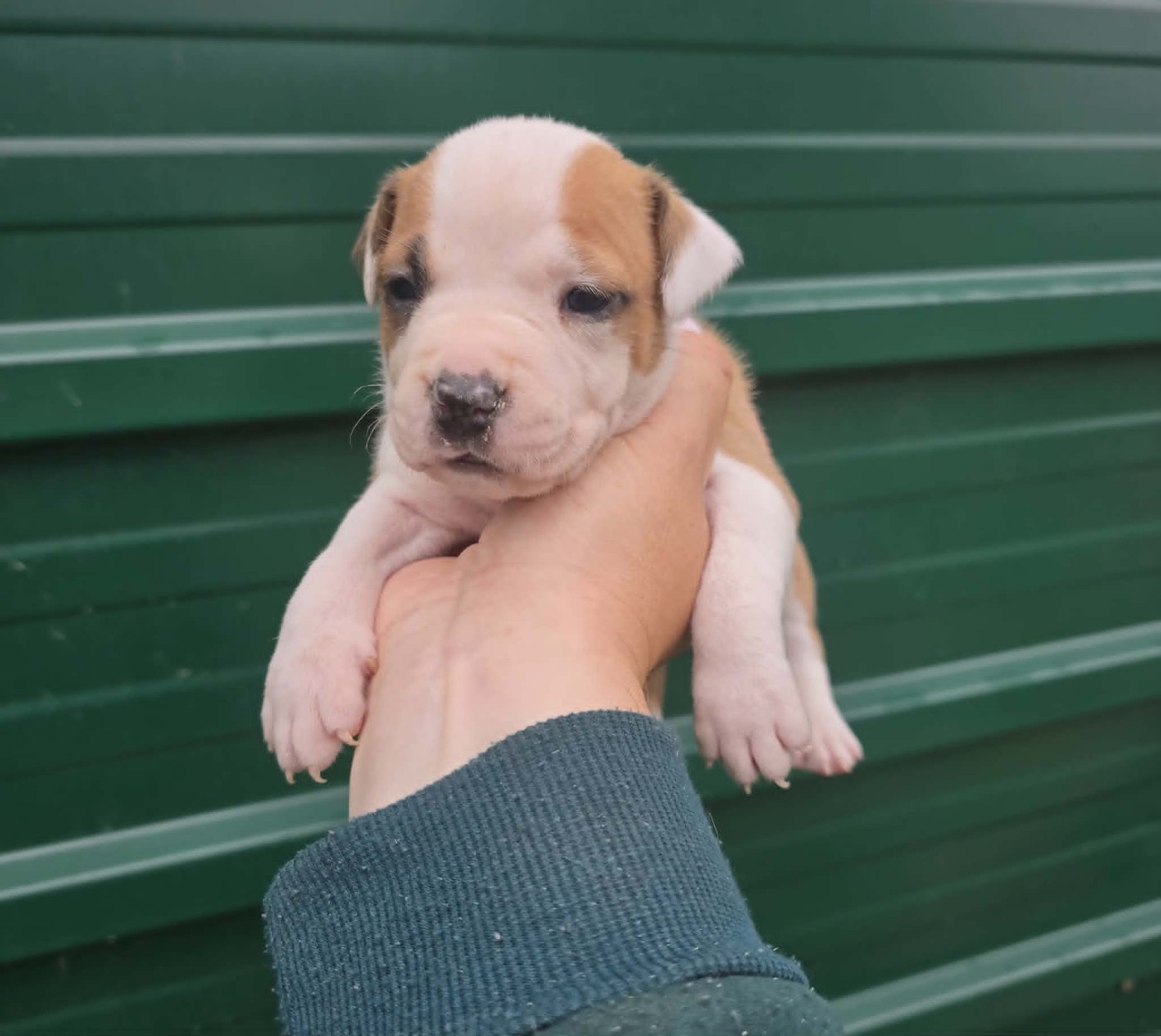Chiot N°8