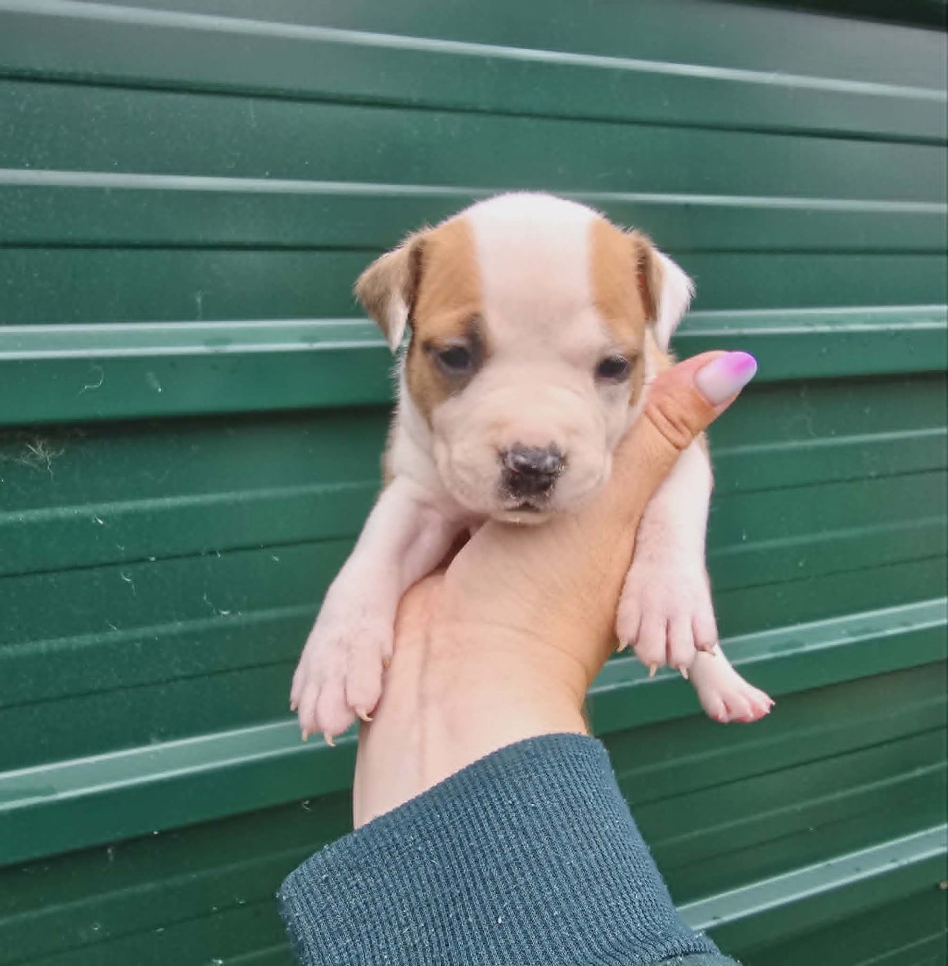Chiot N°8