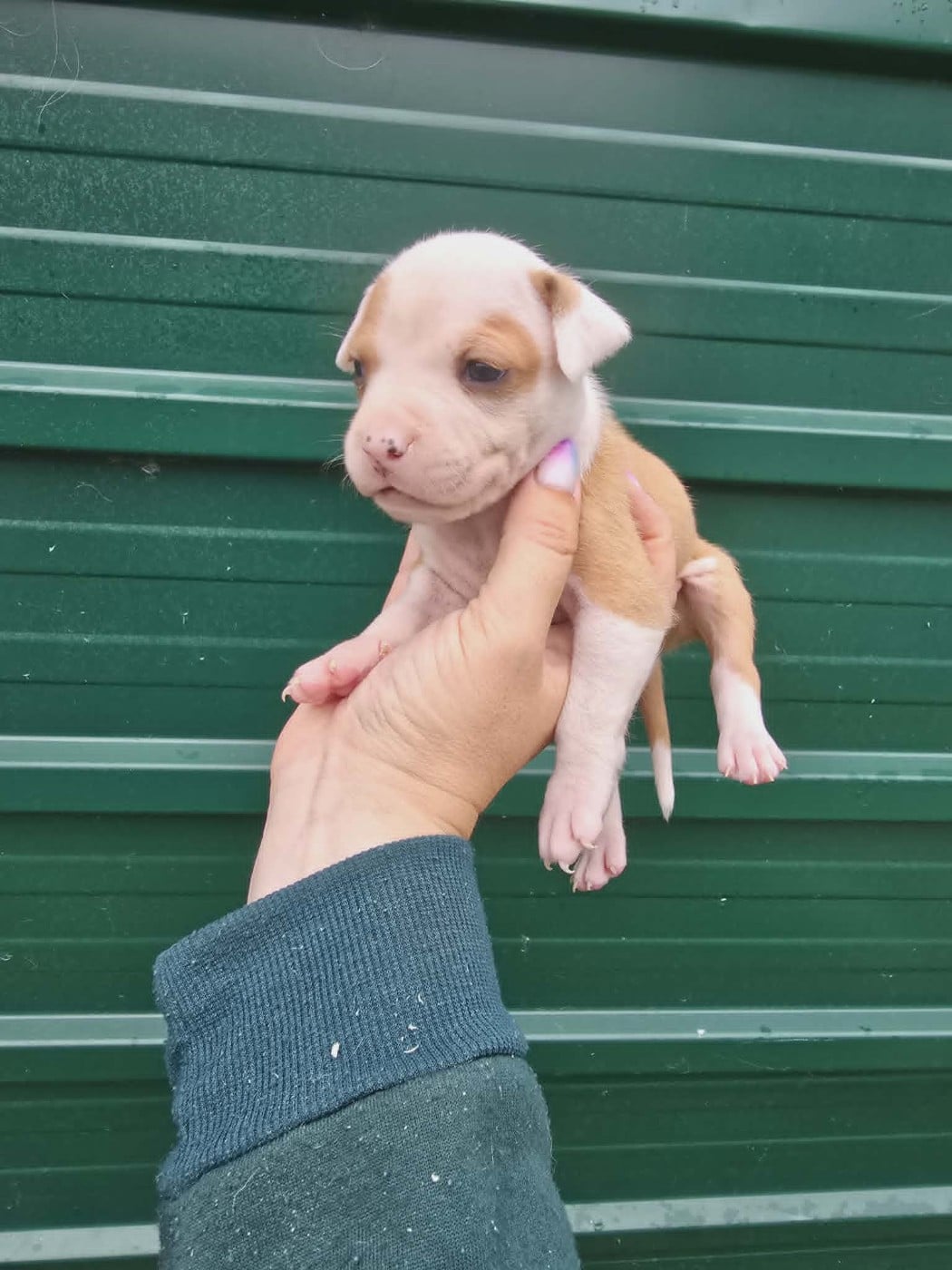 Chiot N°6