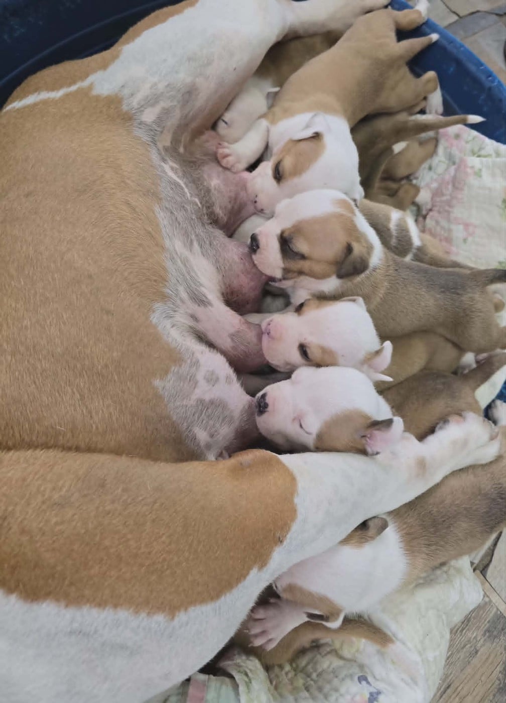 American Staffordshire Terrier - de la Vallée Des Ki Saout