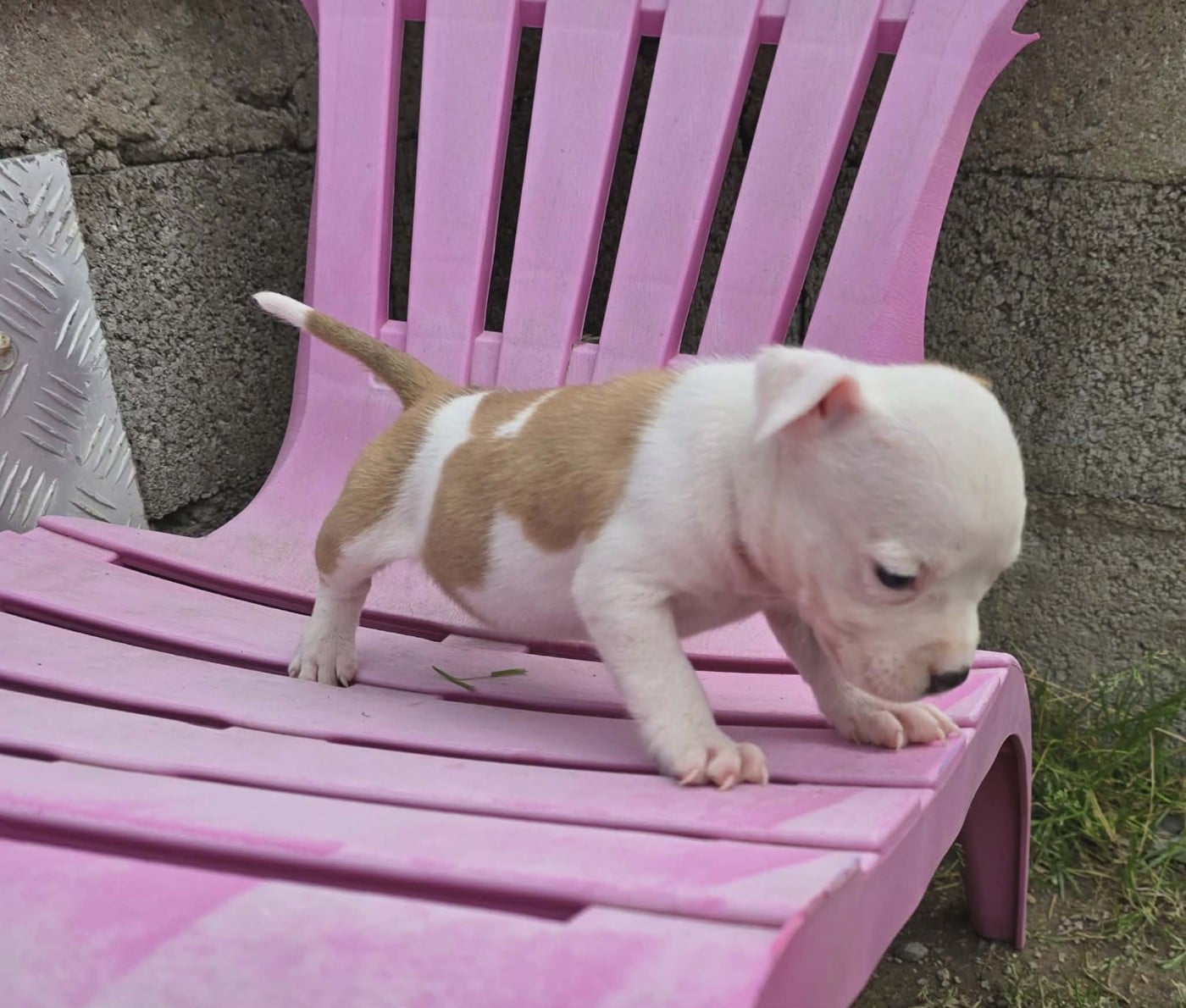 Chiot N°2