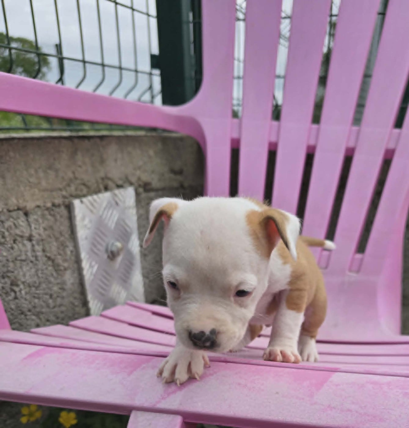Chiot N°3