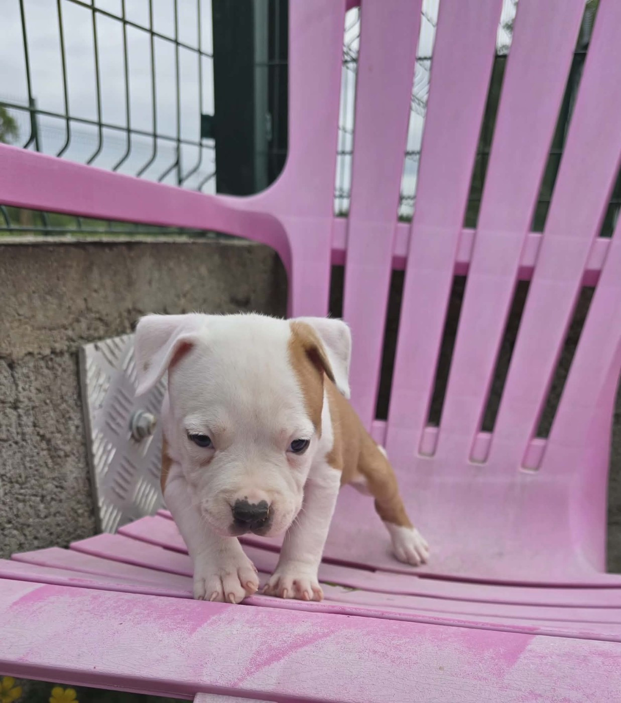 Chiot N°4