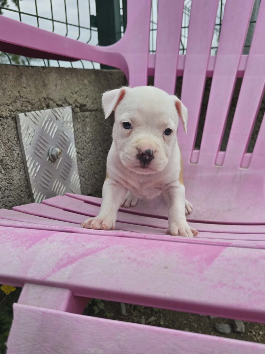 Chiot N°5