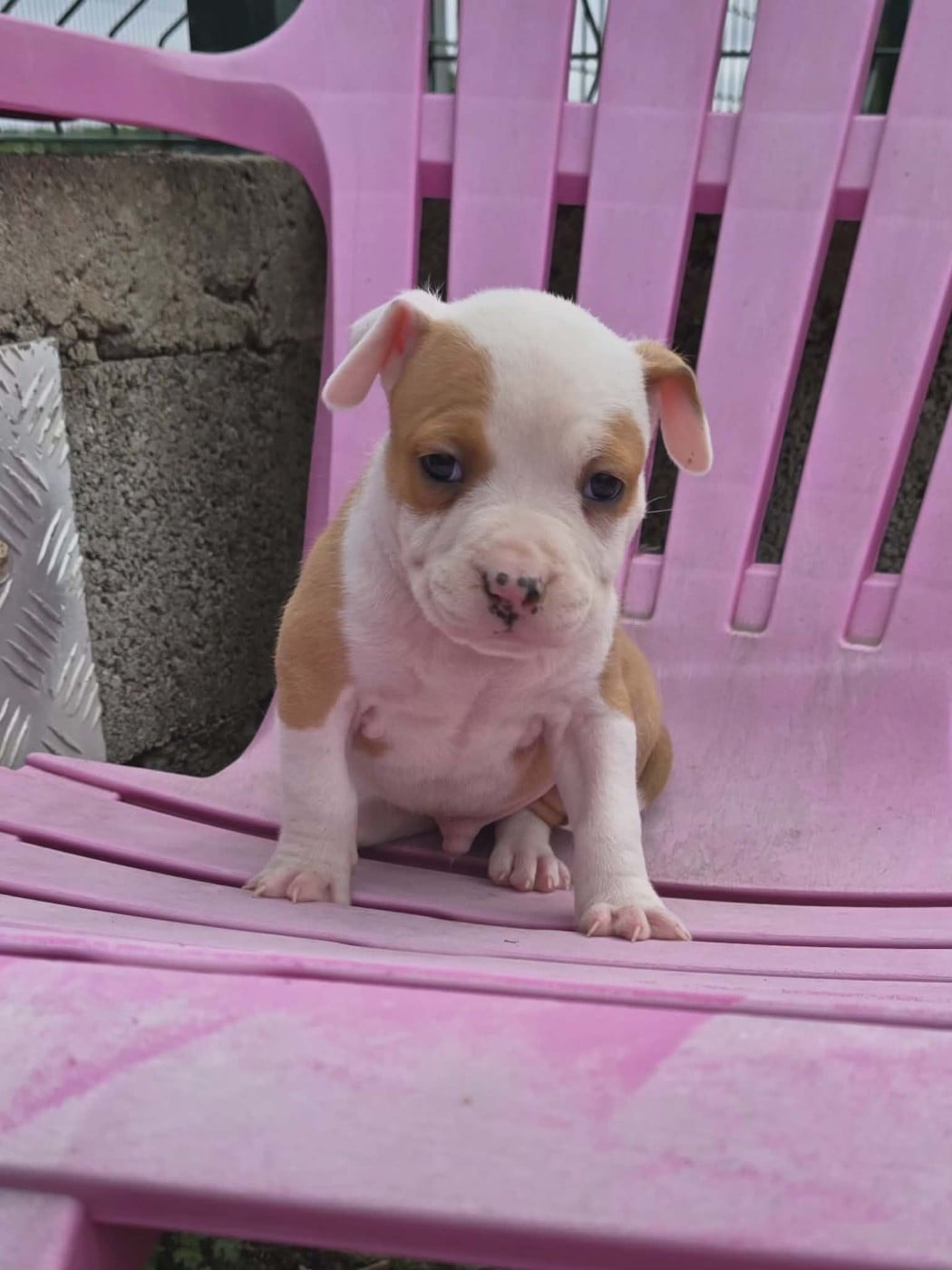 Chiot N°6