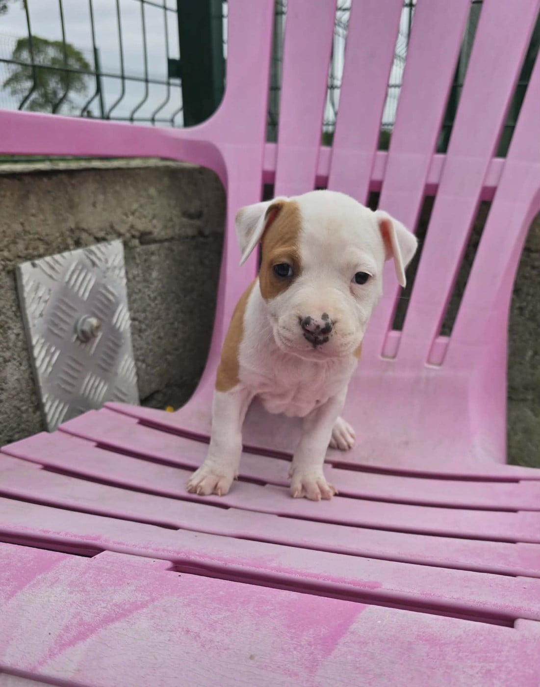 Chiot N°7