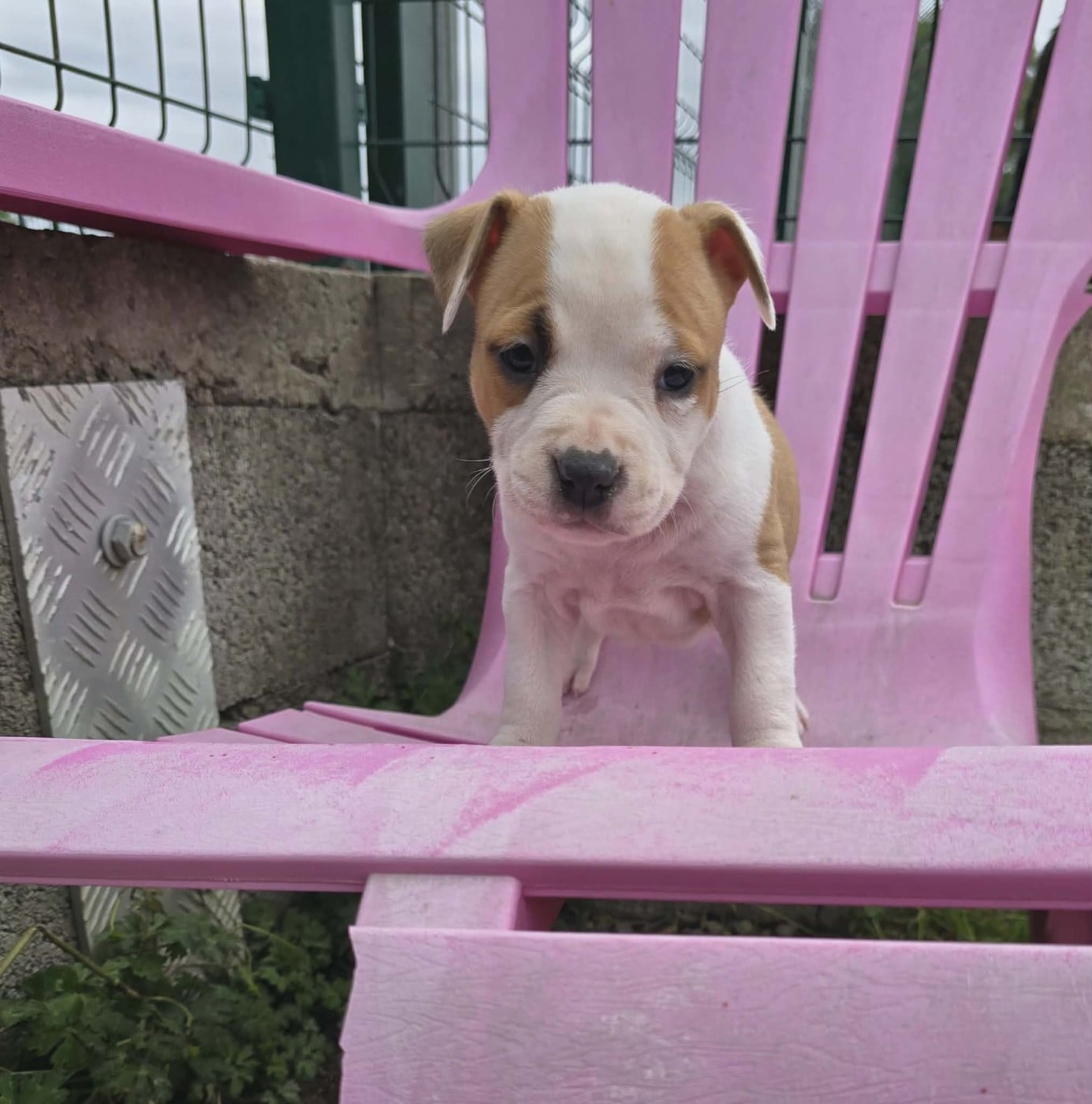 Chiot N°8