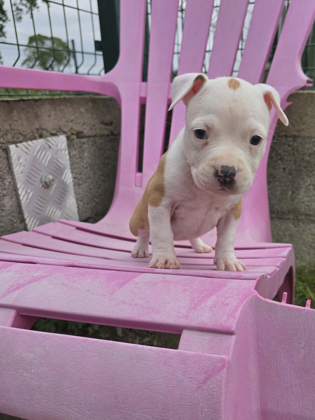 Chiot N°9