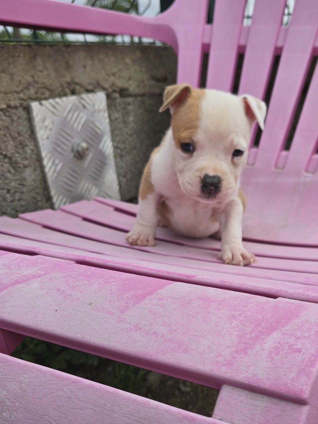 Chiot N°11
