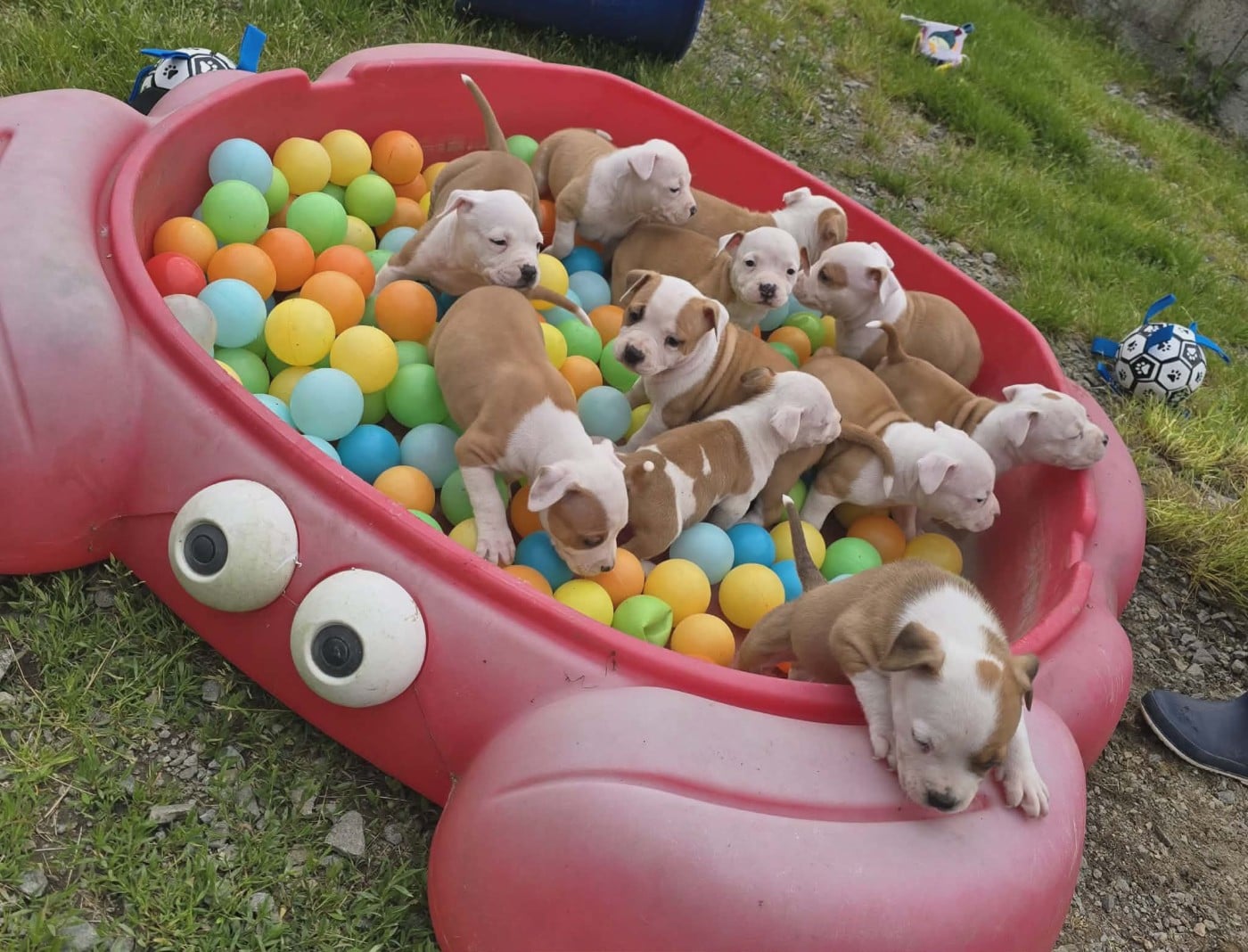 American Staffordshire Terrier - de la Vallée Des Ki Saout