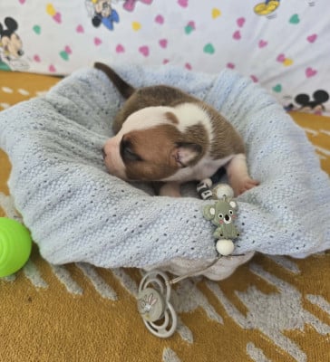 Les chiots de American Staffordshire Terrier