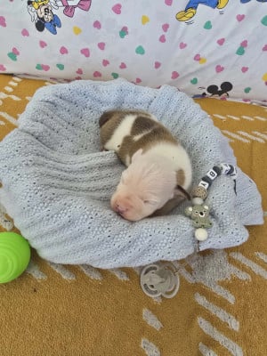 Les chiots de American Staffordshire Terrier