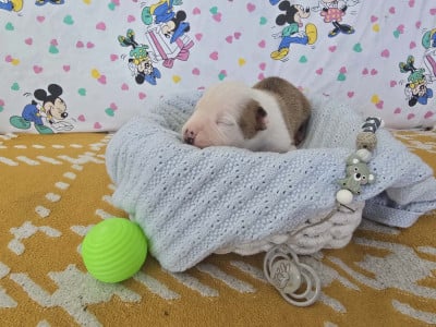 Les chiots de American Staffordshire Terrier