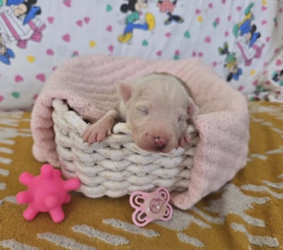 Les chiots de American Staffordshire Terrier