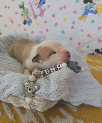 Les chiots de American Staffordshire Terrier