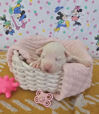 Les chiots de American Staffordshire Terrier