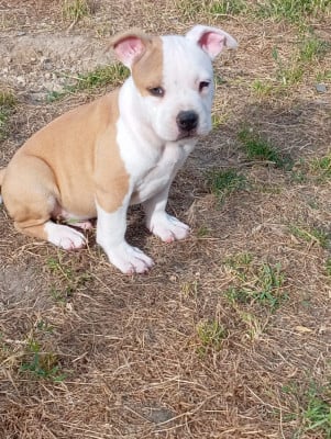 Les chiots de American Staffordshire Terrier