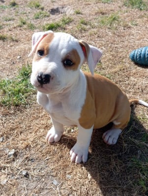 Les chiots de American Staffordshire Terrier
