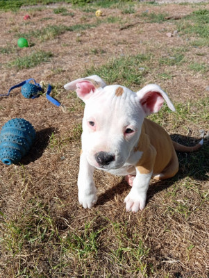 Les chiots de American Staffordshire Terrier