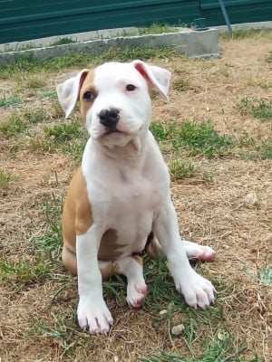 Les chiots de American Staffordshire Terrier