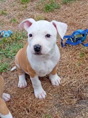 Les chiots de American Staffordshire Terrier