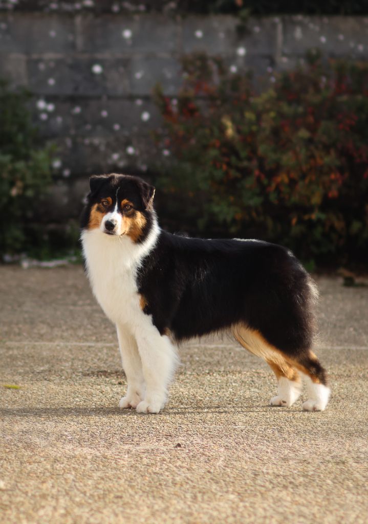 U follow me Semper Fidélis Aussie