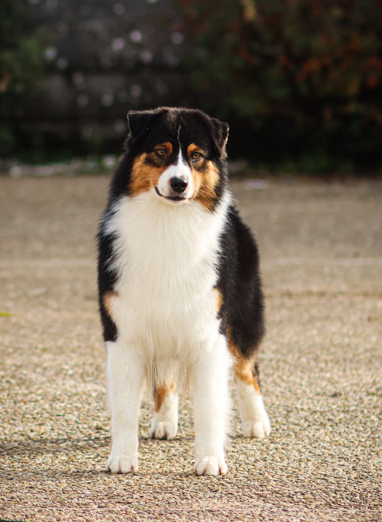 U follow me Semper Fidélis Aussie