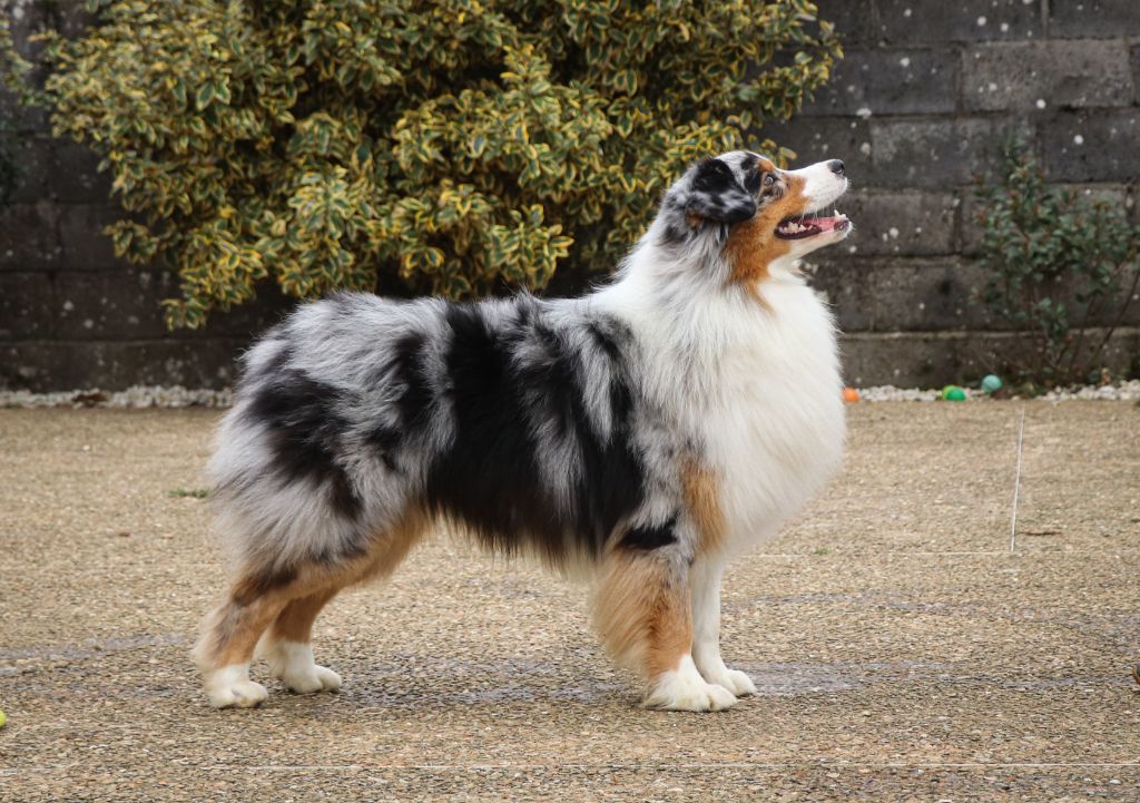 Publication : Semper Fidélis Aussie