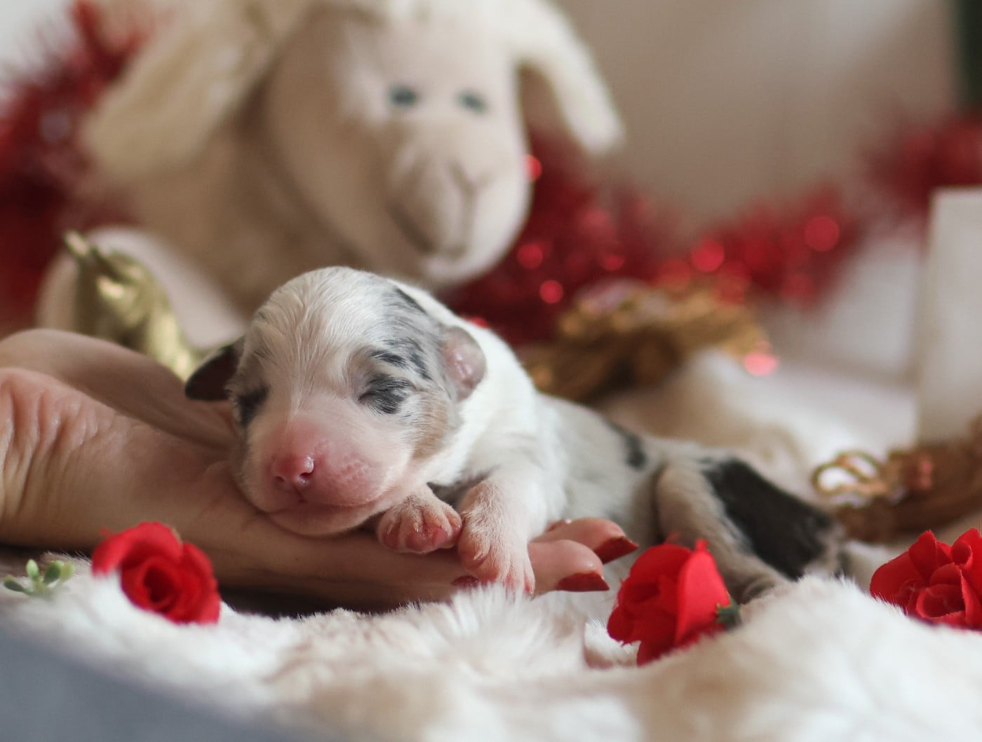 Femelle bleu merle - Berger Australien
