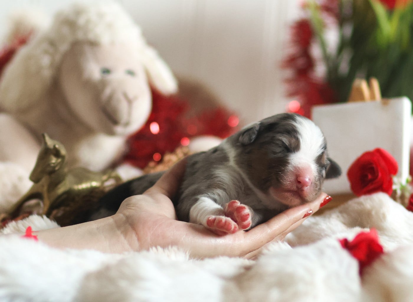 Femelle bleu merle - Berger Australien