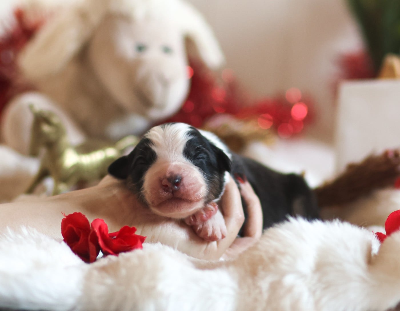 Mâle Noir Tricolore - Berger Australien