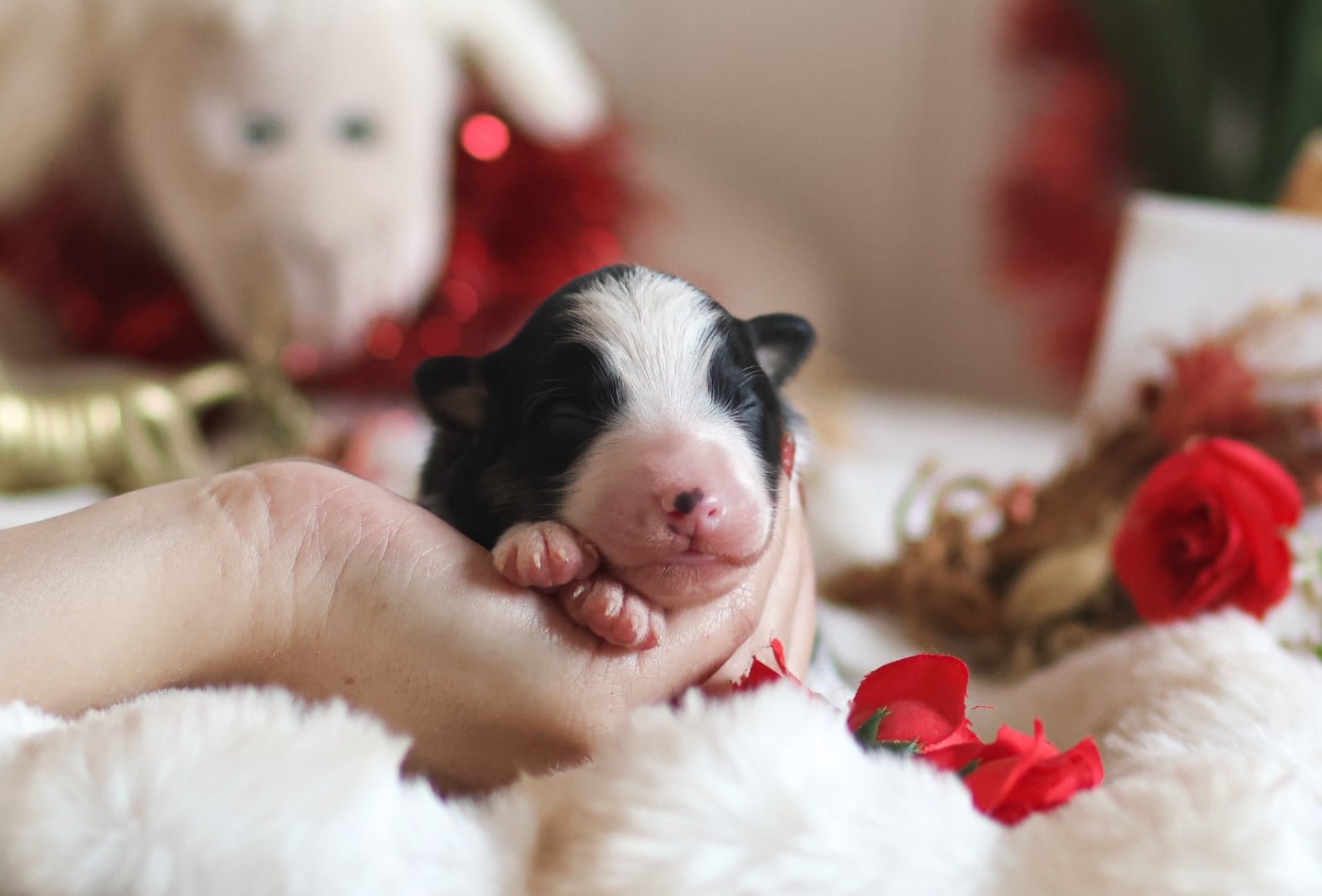 Mâle Noir Tricolore - Berger Australien