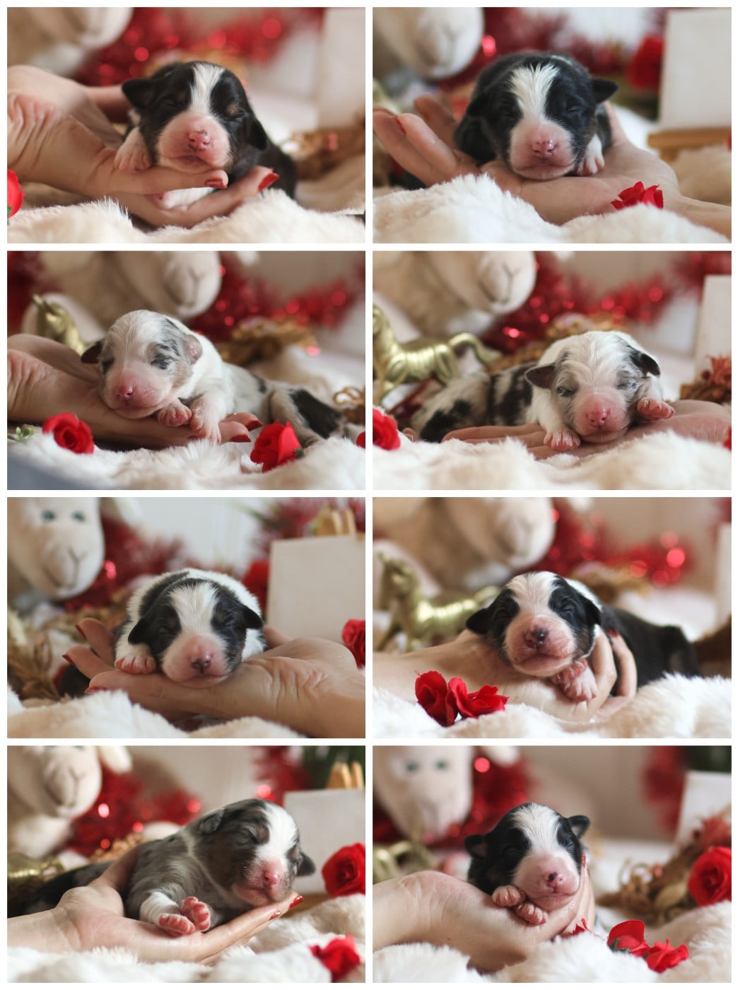 Berger Australien - Semper Fidélis Aussie