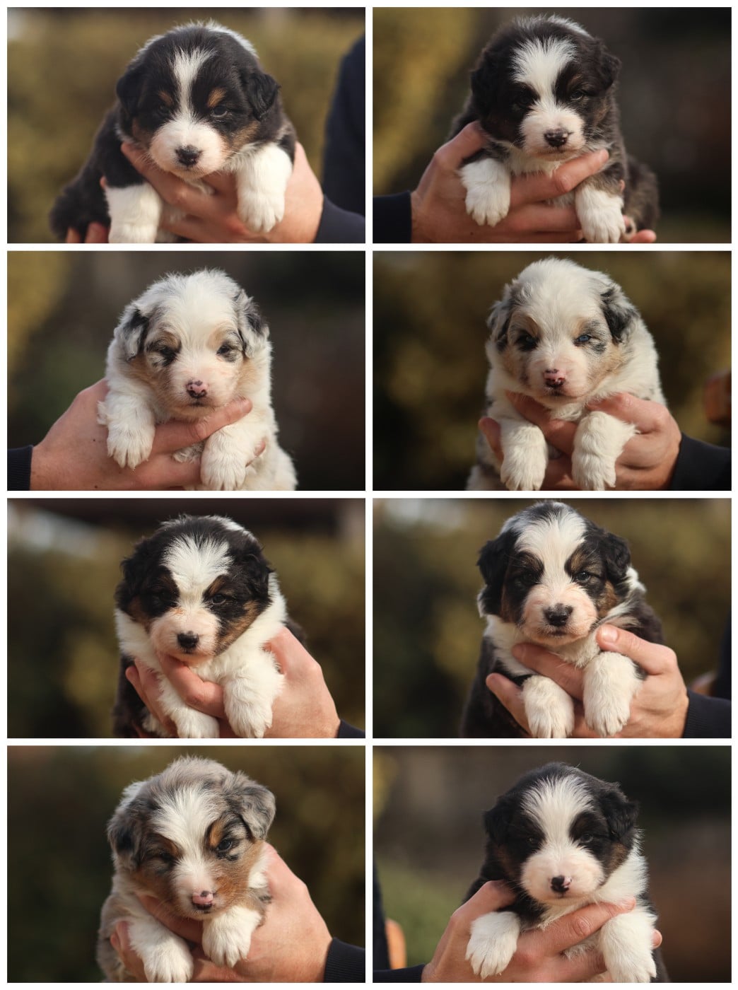 Berger Australien - Semper Fidélis Aussie