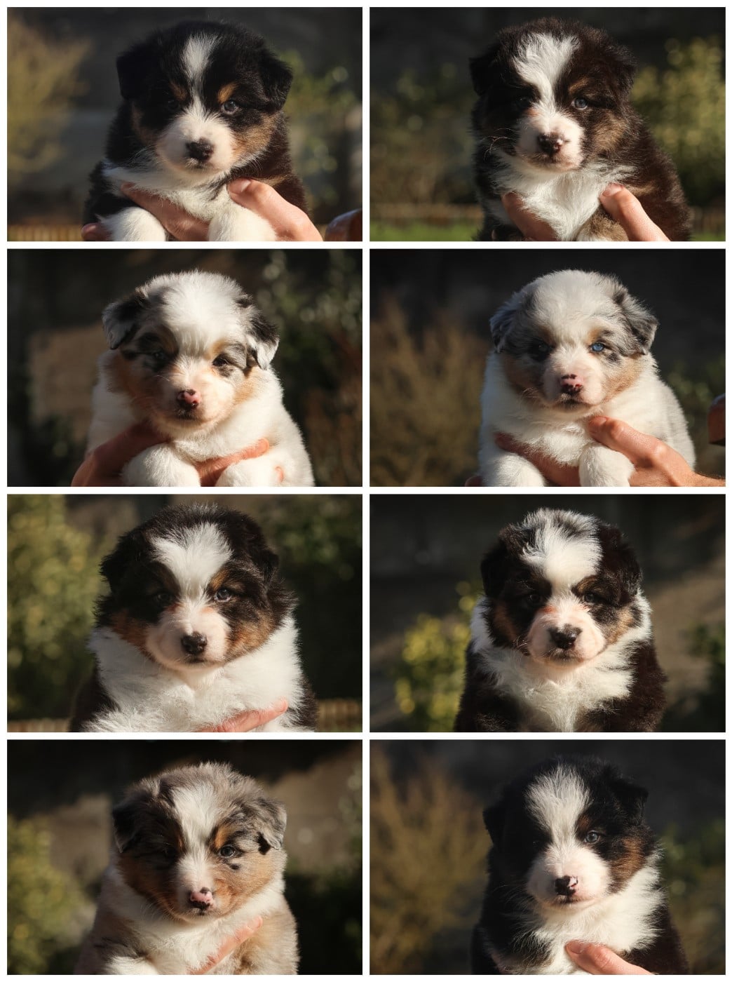 Berger Australien - Semper Fidélis Aussie