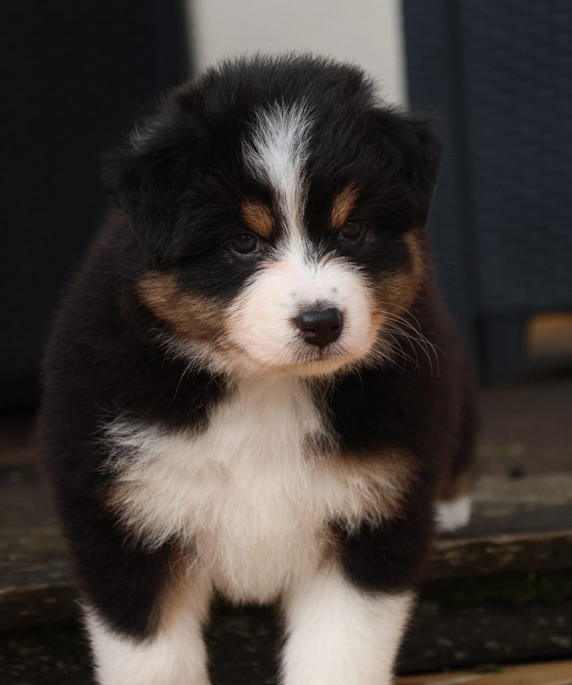 Femelle Noir Tricolore