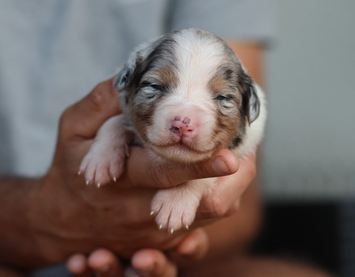 Male Bleu Merle - Berger Australien