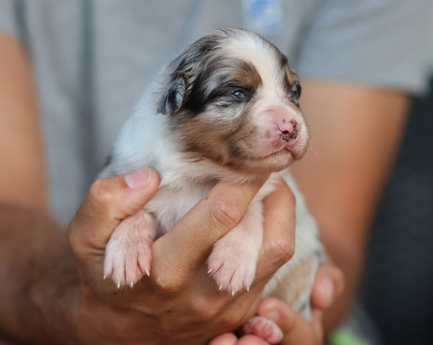 Femelle Bleu Merle - Berger Australien