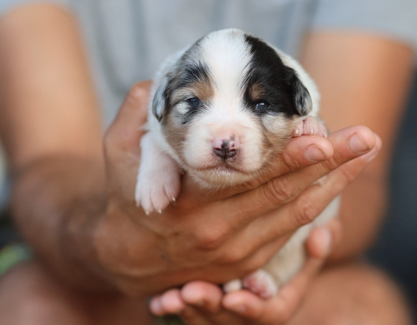 Femelle Bleu Merle - Berger Australien
