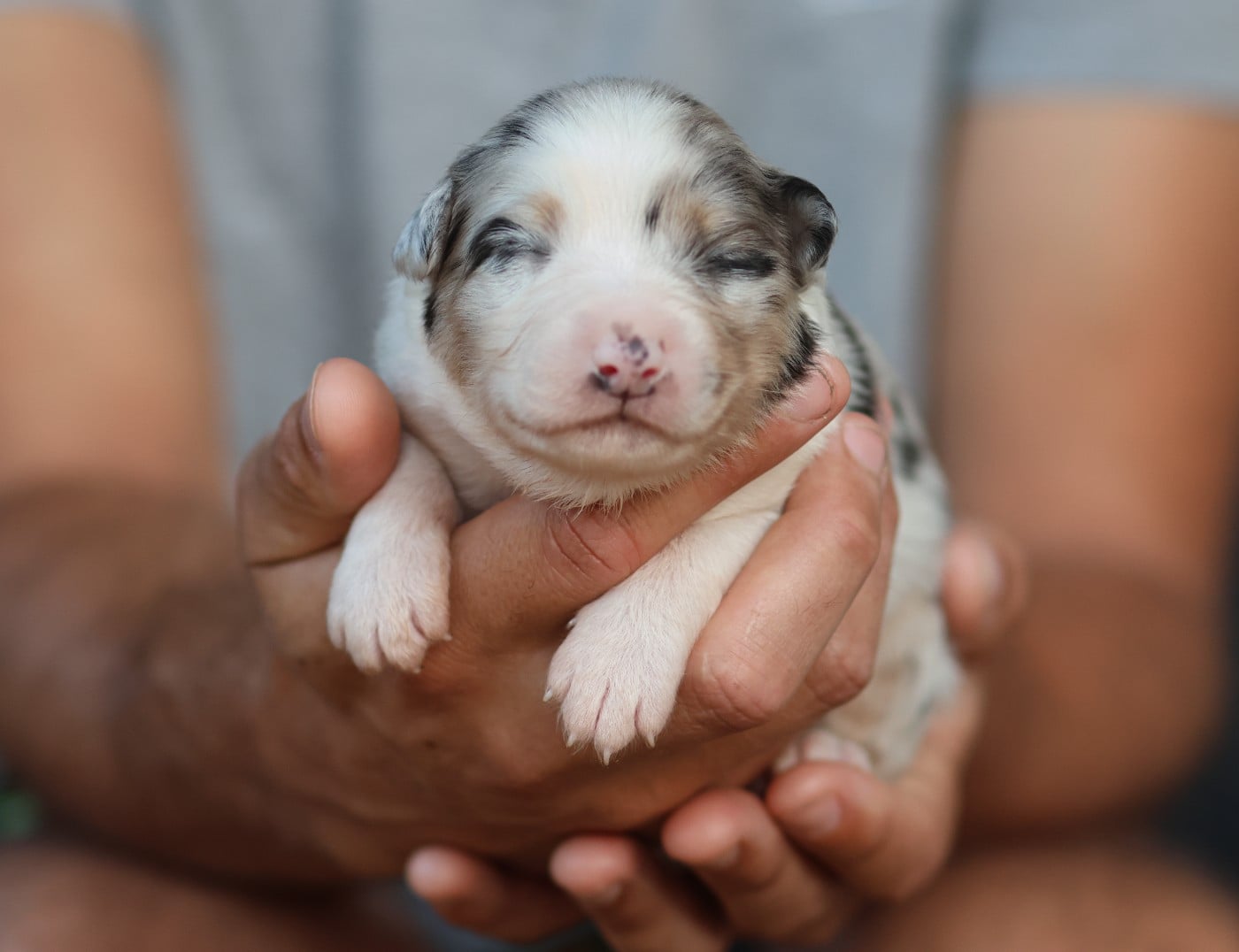Femelle bleu merle Queue Longue - Berger Australien