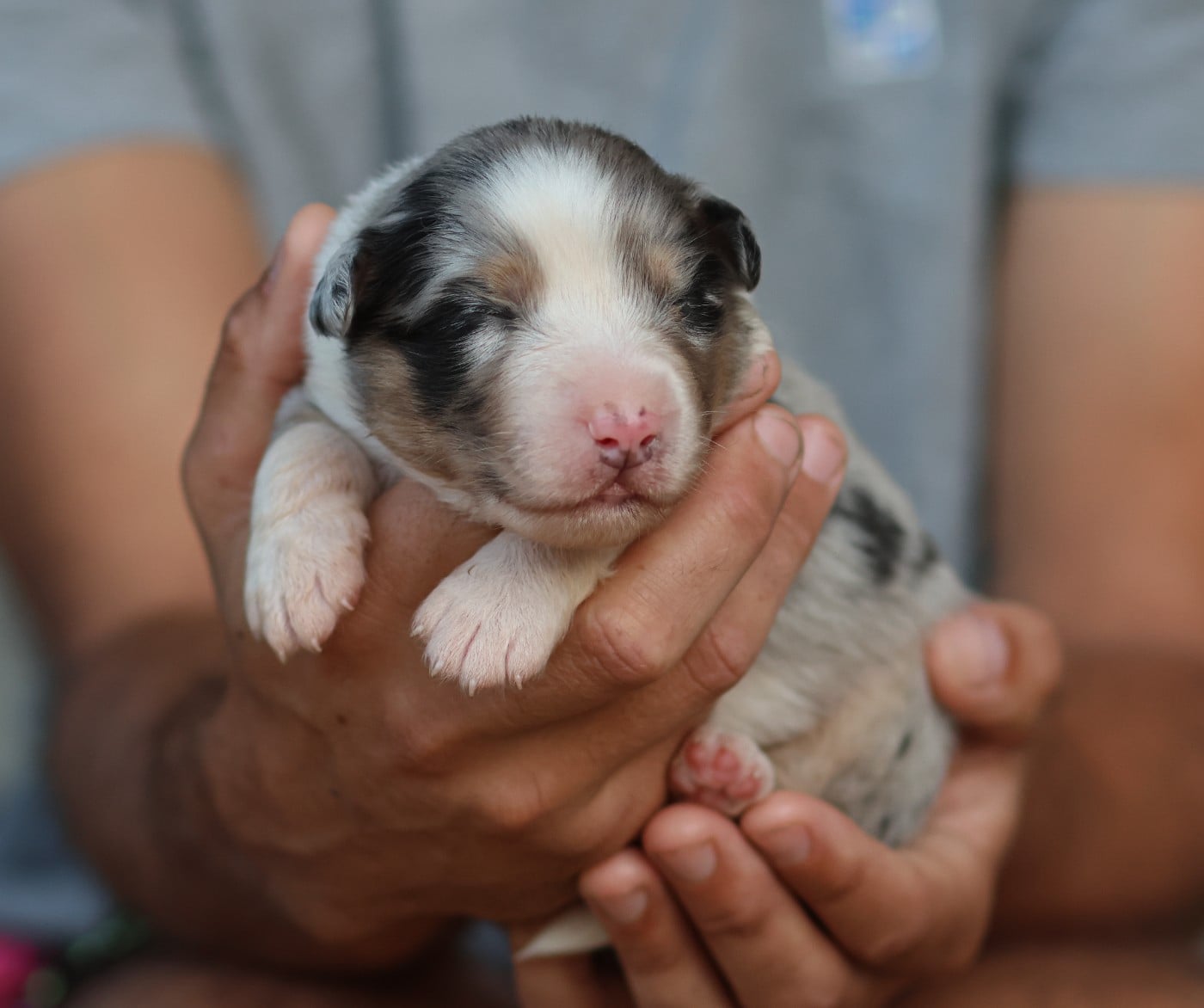 Male Bleu Merle Queue Longue - Berger Australien