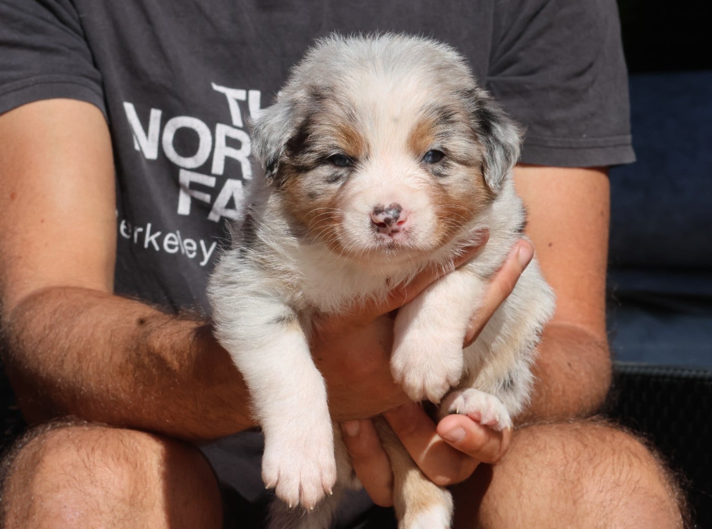 Male Bleu Merle Queue Longue