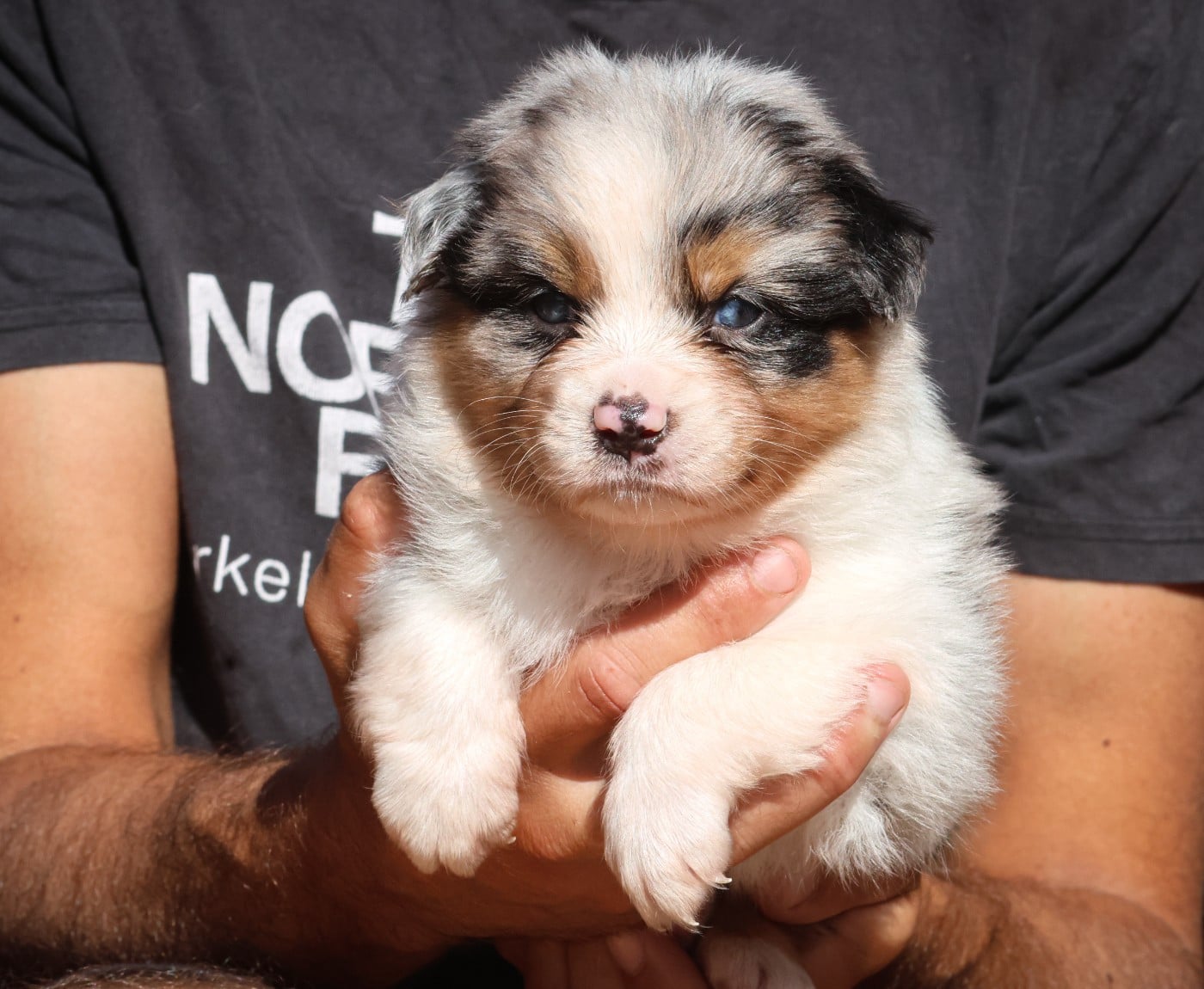 Femelle bleu merle