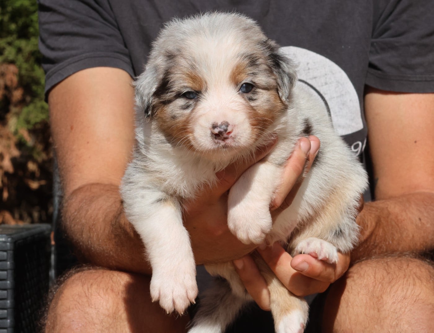 Male Bleu Merle Queue Longue