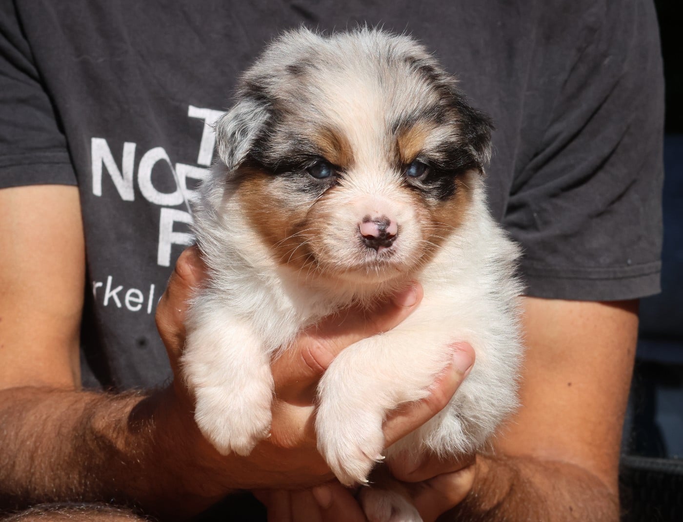 Femelle bleu merle