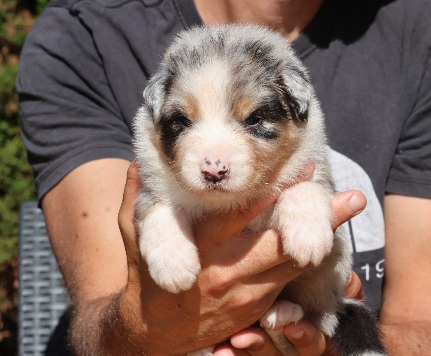 Male Bleu Merle Queue Longue