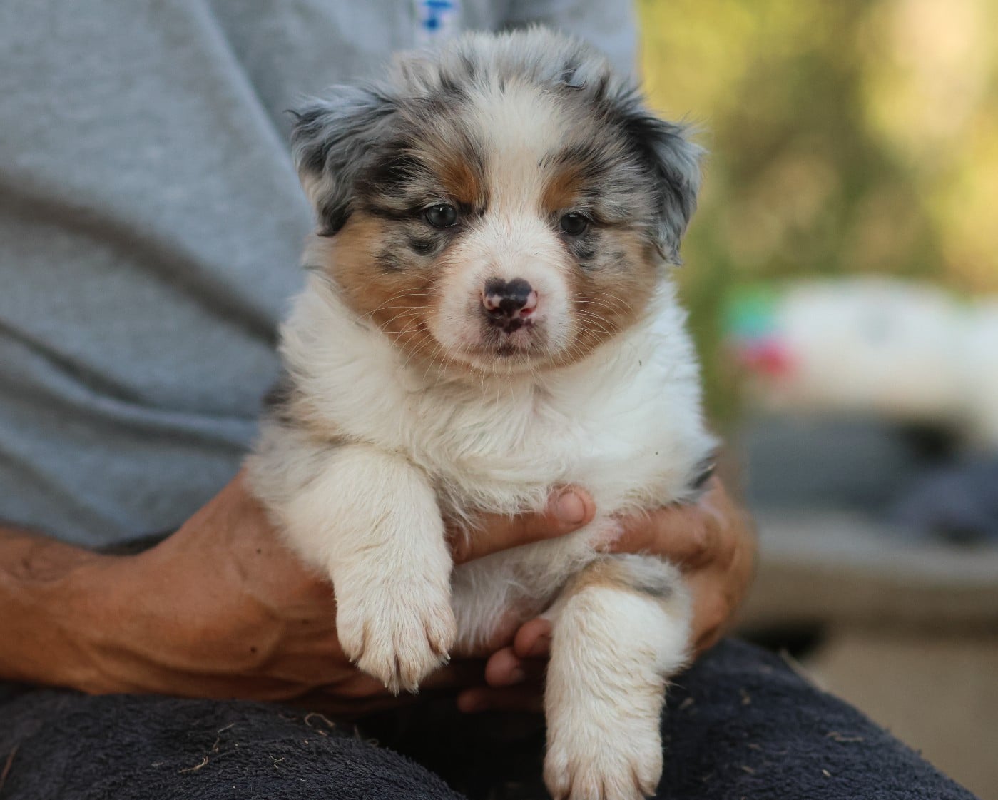 Male Bleu Merle Queue Longue