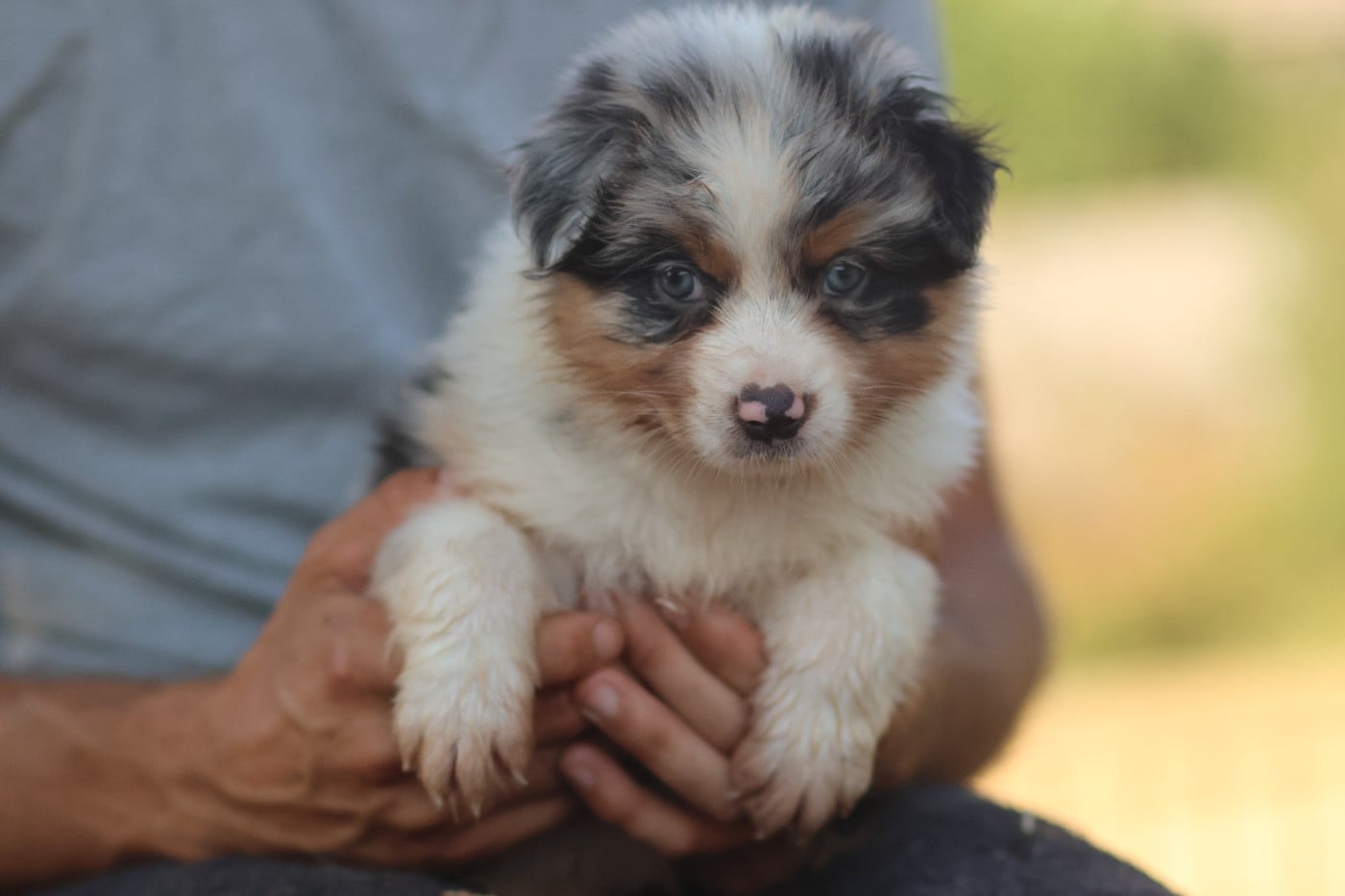 Femelle bleu merle